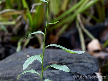 Plant form